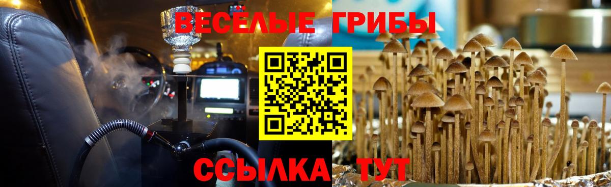 Черкесск  Псилоцибиновые грибы Psilocybine cubensis  Вход с VPN 